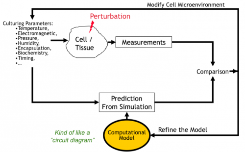 Illustrating the use of image-derived measurements in support of systems biology. This iterative style of experimentation is repeated until a sufficiently descriptive mathematical model of the biological system is attained.