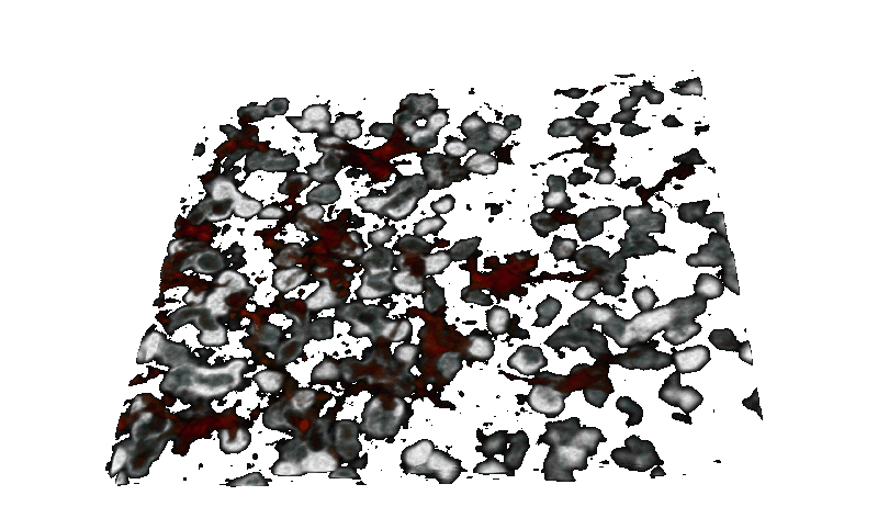 File:Thymocyte dendritic cells raw.gif