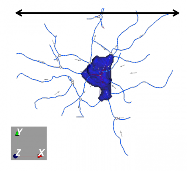 File:Neuronwidth.png