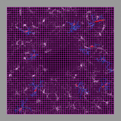 This image shows a purple 20x20 pixel gridline.