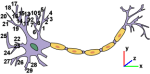 Neuronbranch.png