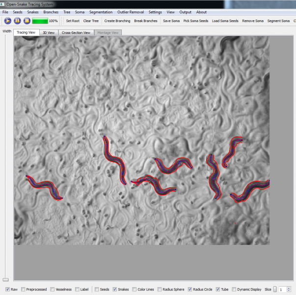 File:TracingWorm1.png